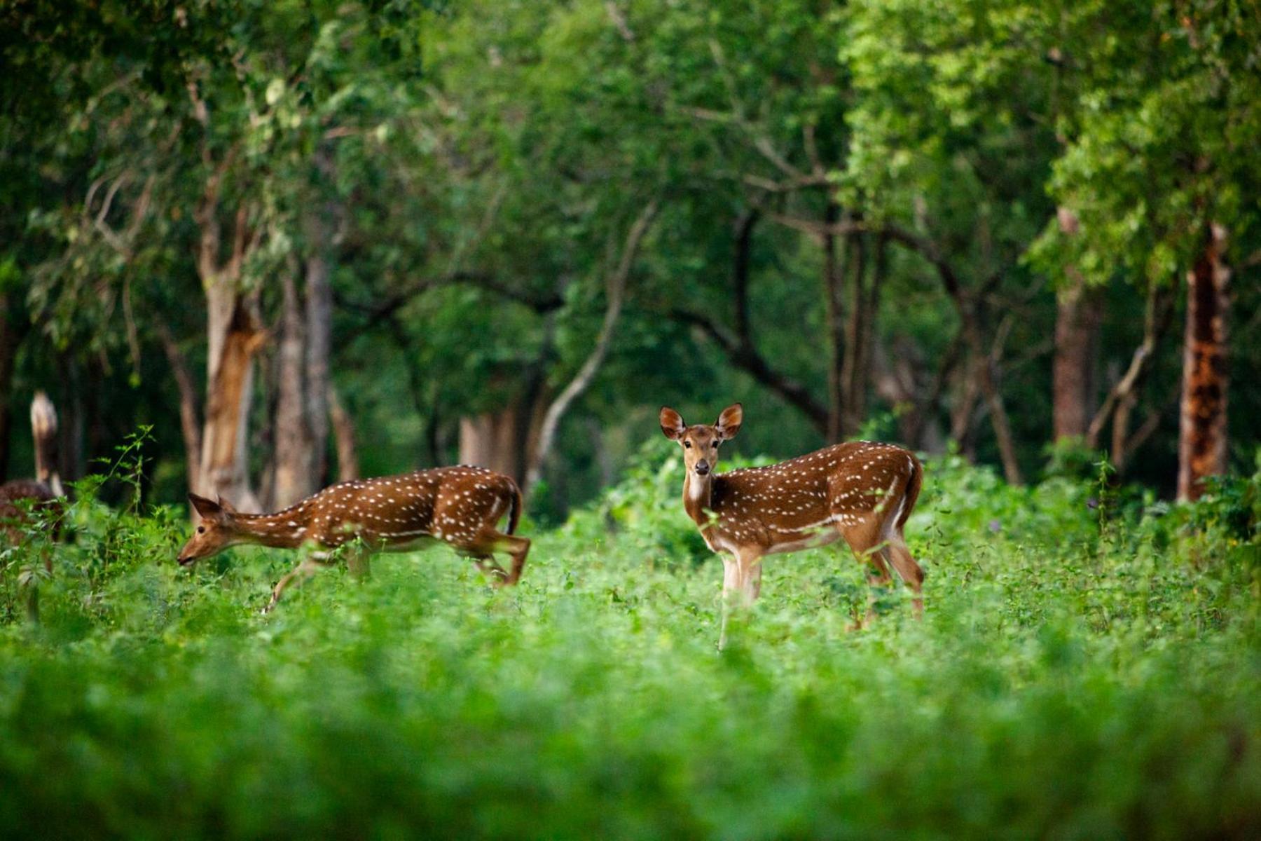Nature Tones By Brdge Hospitality Maraiyūr Dış mekan fotoğraf