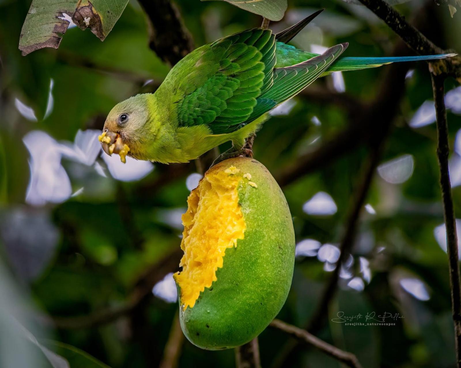 Nature Tones By Brdge Hospitality Maraiyūr Dış mekan fotoğraf
